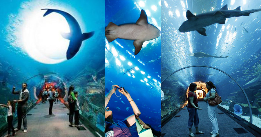Dubai Dolphinarium - Beautiful Globa;