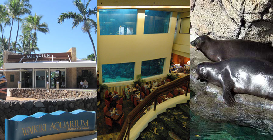 Waikiki-Aquarium-&-Beach-BeautifulGlobal