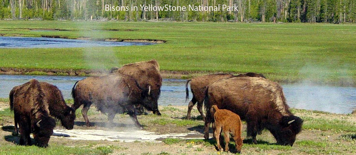 Bisons-in-Yellowstone-National-Park