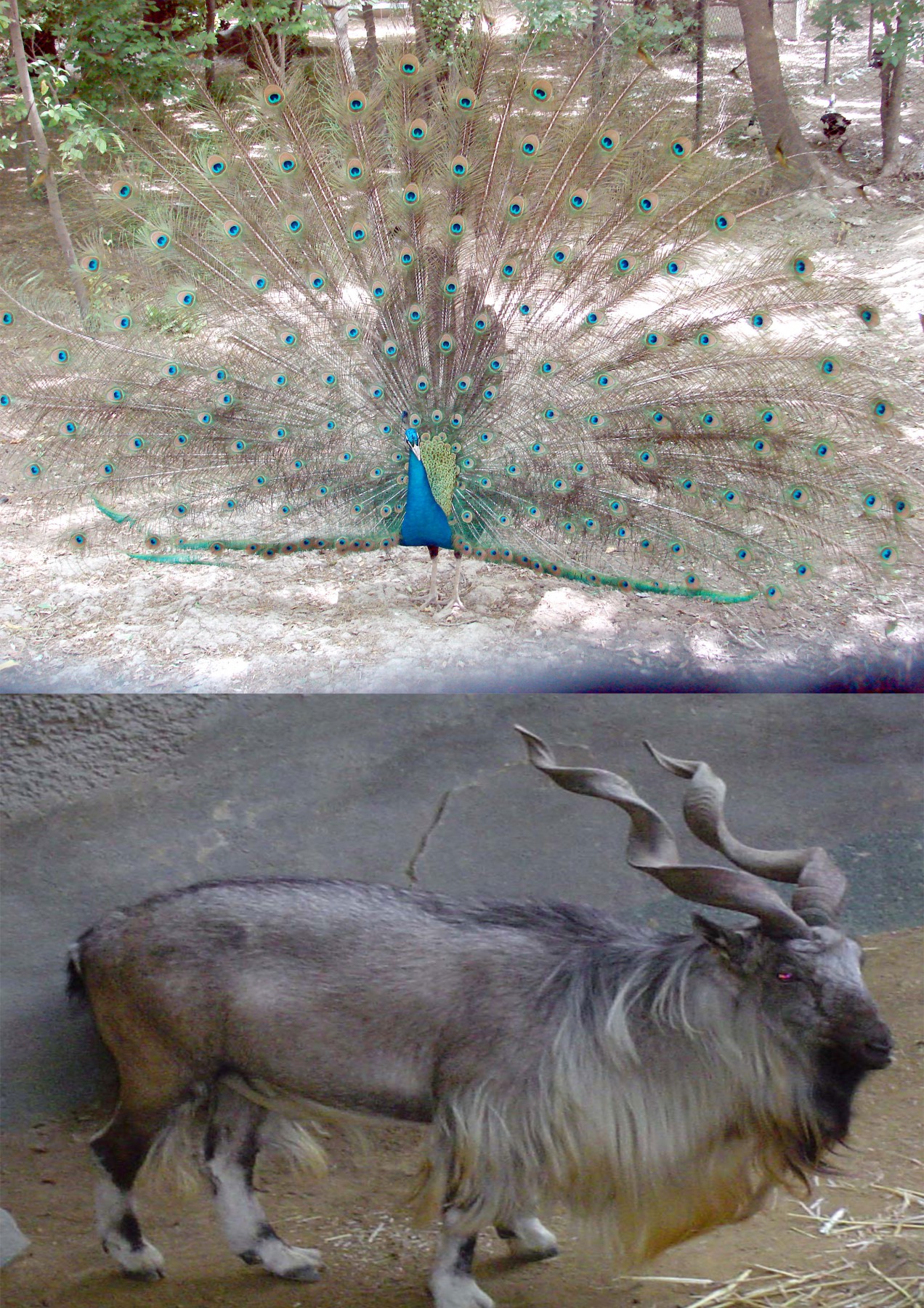 Kabul-Zoo-Peacock