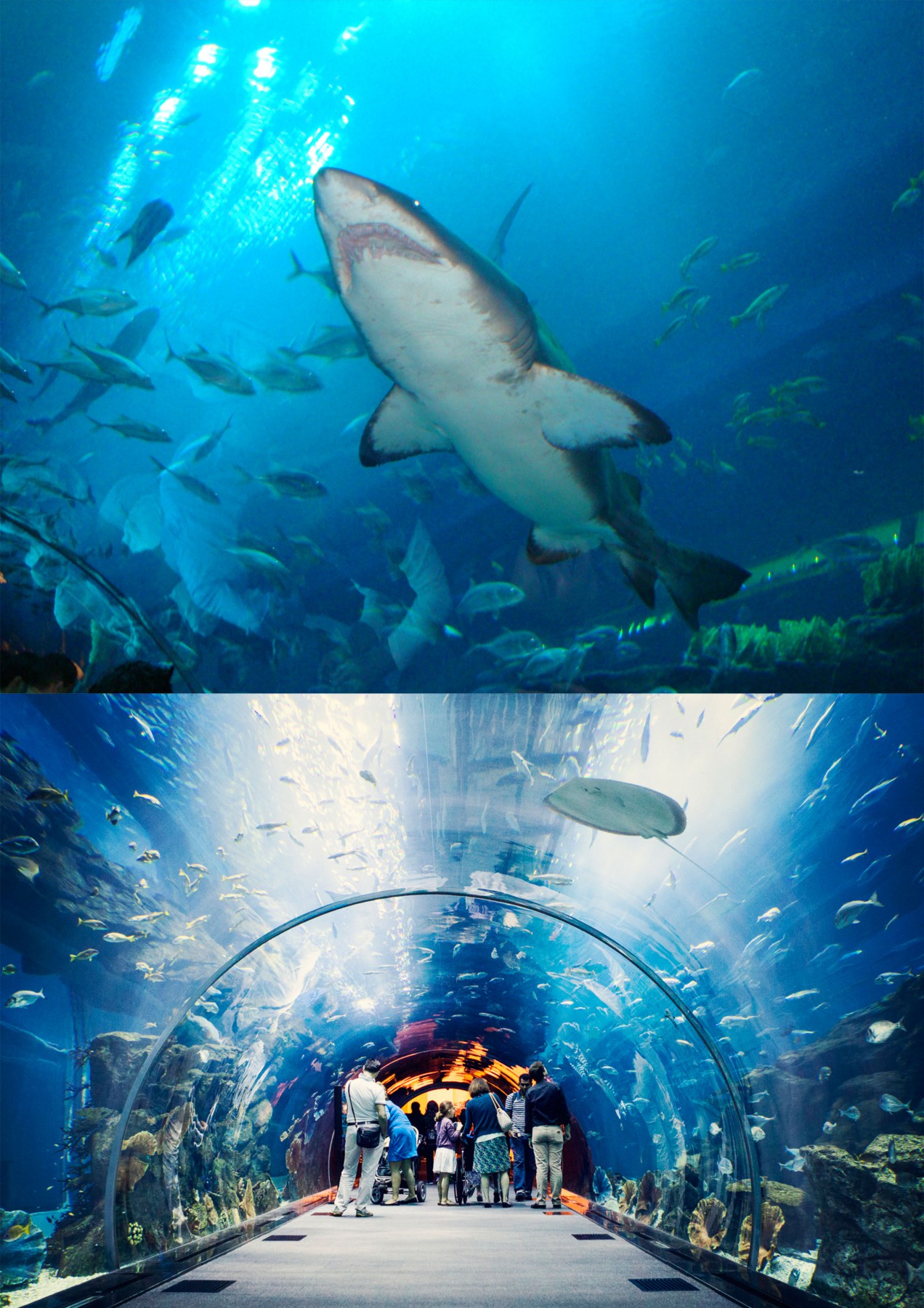 Shark Fish in Dubai Mall The Mall Of Dubai UAE Beautiful Global