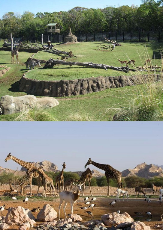 Top Dubai Zoo Jumeirah Views 4 Top Dubai Zoo Jumeirah Views Beautiful Global