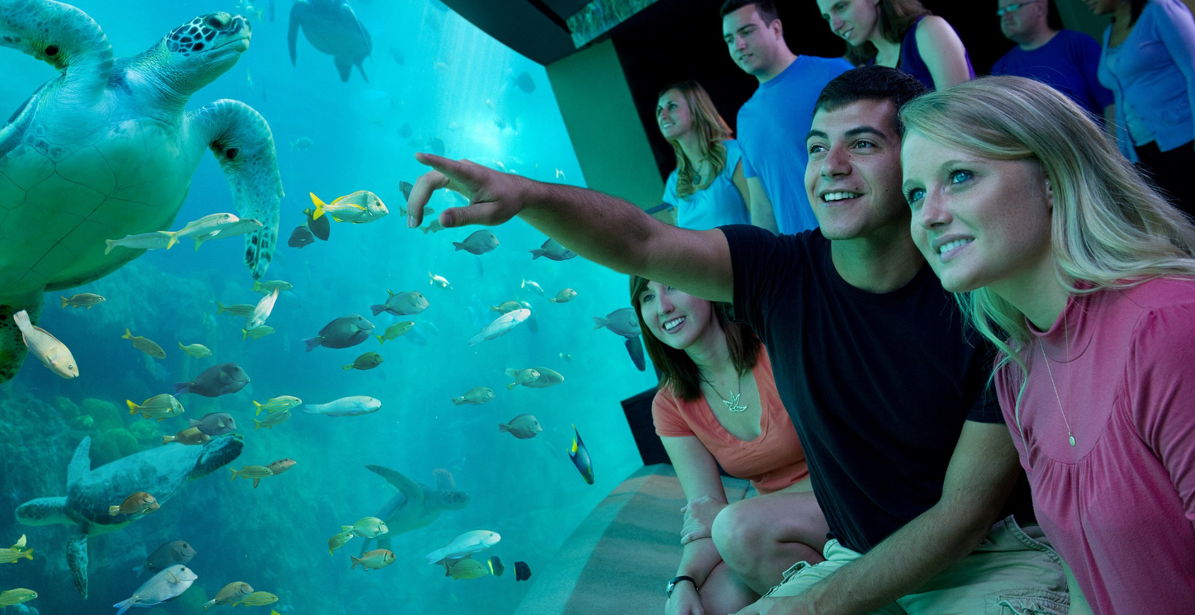 SeaWorld Orlando Park - Marine Based Zoological Park, Orlando, Florida 
