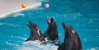 002 5 Dubai Dolphinarium , UAE Beautiful Global