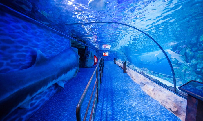 Dubai Aquarium UnderWater Zoo 2 Dubai Aquarium & Underwater Zoo , UAE Beautiful Global