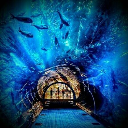 The Lost Chambers Aquarium 002 The Lost Chambers Aquarium , UAE Beautiful Global