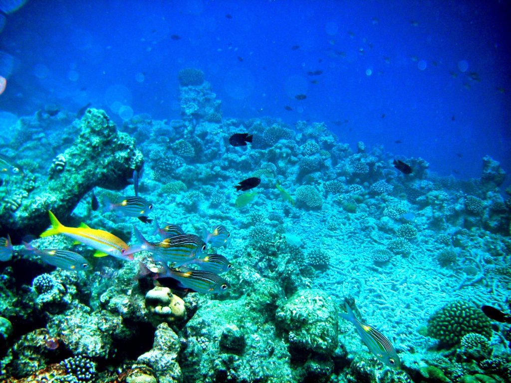HP Reef in Maldives A Maldives Guide: Best Places for All in the Maldives on a Budget Beautiful Global